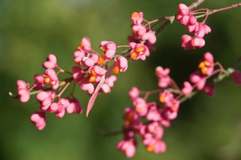 European Spindle (Euonymus europaeus)