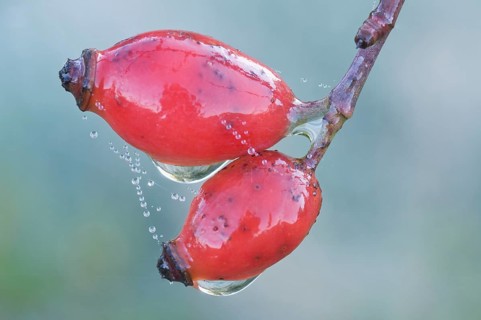 Rosehips of a Dog Rose (Rosa canina)