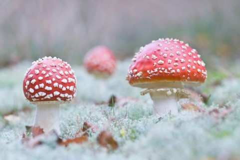 Fly Agaric mushrooms (Amanita muscaria)