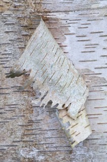 Bark of a Silver Birch (Betula pendula