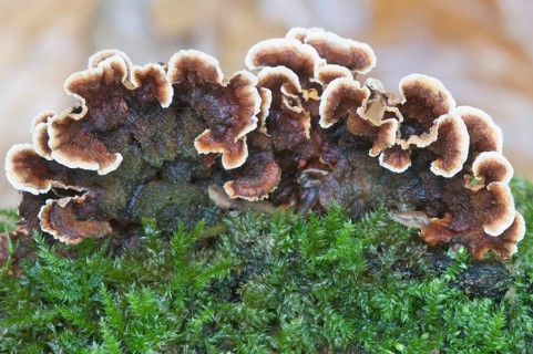 Bleeding Oak Crust (Stereum gausapatum)