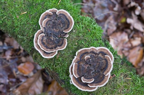 Turkey Tail mushrooms (Trametes versicolor)
