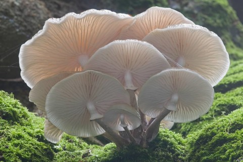 Porcelain Fungus or Slimy Beech Cap (Oudemansiella mucida) on an old Beech (Fagus sylvatica)