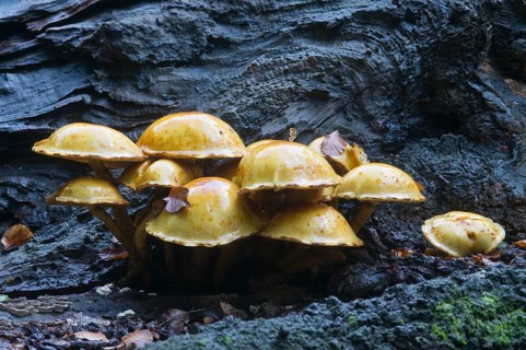 Golden Pholiota (Pholiota aurivella)