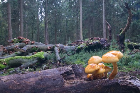 Golden Pholiota (Pholiota aurivella)