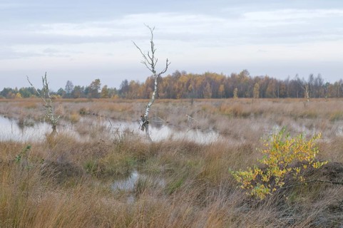 Rehydrated moor