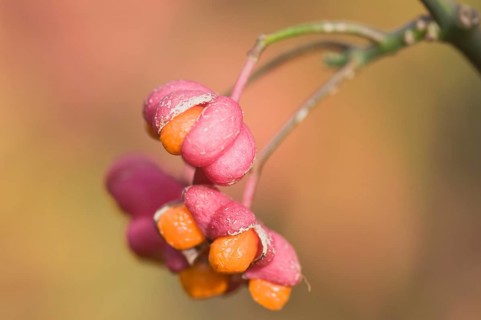 Spindle tree (Euonymus europaeus)