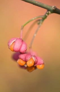 European Spindle tree (Euonymus europaeus)