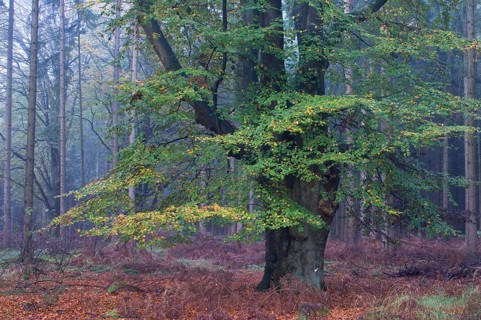 European Beech (Fagus sylvatica)