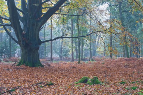 Beech forest (Fagus sylvatica)