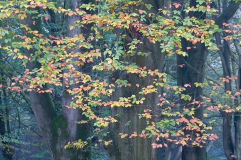 Beech leaves (Fagus sylvatica)