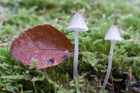 Bonnets (Mycena sp.)