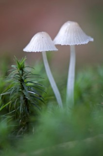 Bonnets (Mycena sp.)