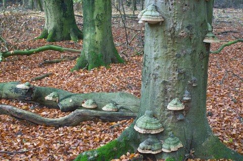 Tinder fungus (Fomes fomentarius) on European Beech