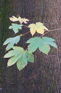 Leaves