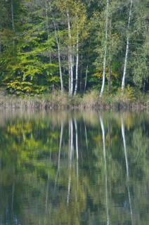 Forest lake