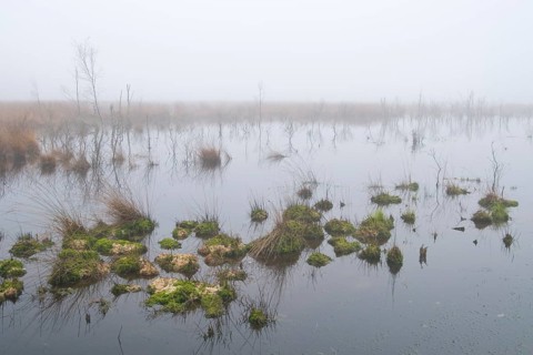 Rehydrated moor in the mist