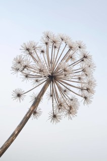 Garden Angelica