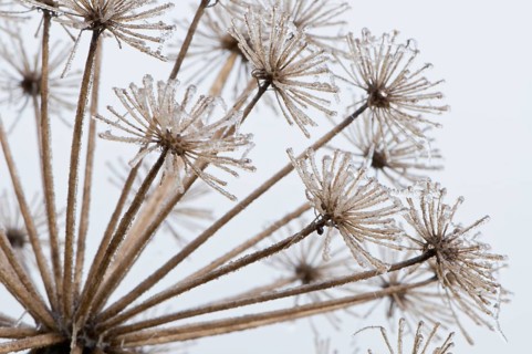 Garden Angelica