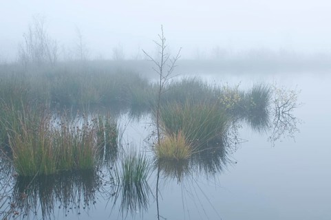 Fog in the Dutch bog of Bargerveen Nature Reserve