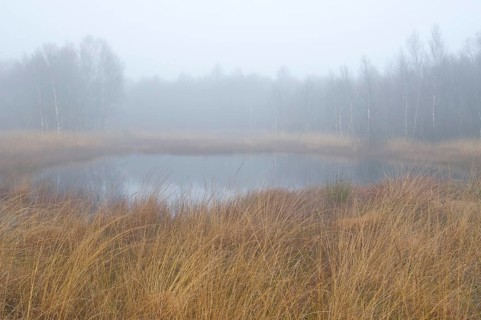 Fog in the Dutch bog of Bargerveen Nature Reserve