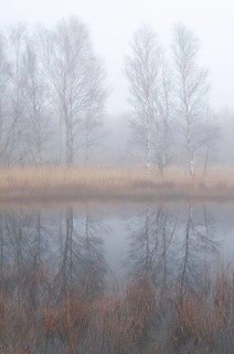 Fog in the Dutch bog of Bargerveen Nature Reserve