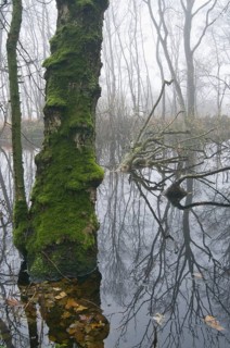 Fen