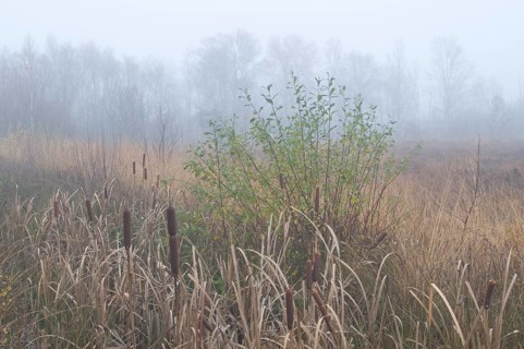 Fog in the Dutch bog of Bargerveen Nature Reserve