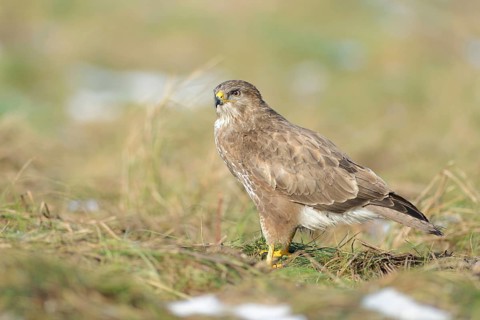 Buzzard (Buteo buteo)