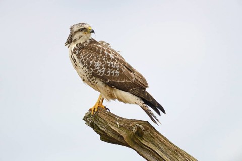 Buzzard (Buteo buteo)