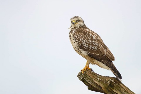Buzzard (Buteo buteo)