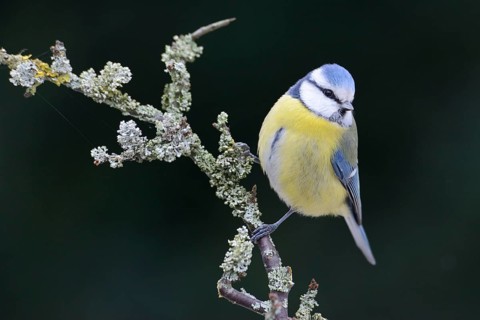 Blue Tit (Cyanistes caeruleus