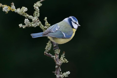 Blue Tit (Cyanistes caeruleus