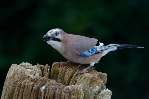 Jay (Garrulus glandarius)