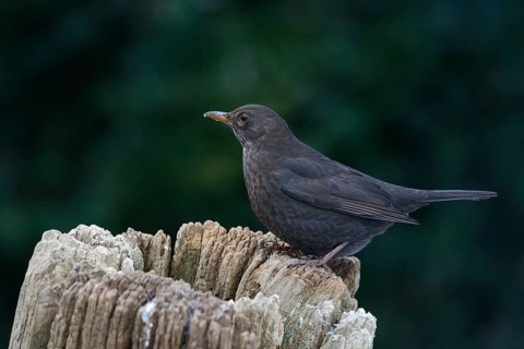 Blackbird (Turdus merula)