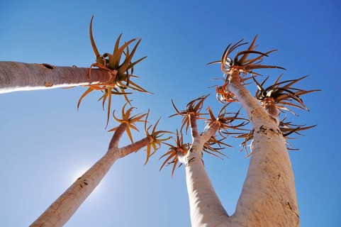 Young quiver tree or Kokerboom (Aloe dichotoma) against a blue sky