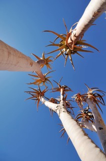 Young quiver tree or Kokerboom (Aloe dichotoma)