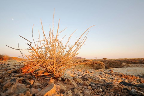 Shrub in the evening sun