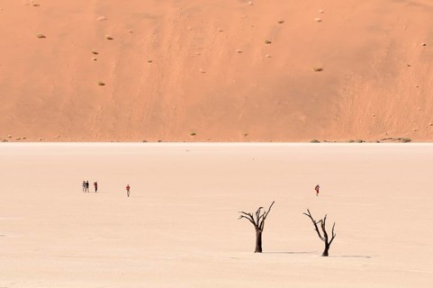 Dead trees on a parched clay pan in front of red dunes