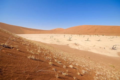 Dead trees on a parched clay pan surrounded by red dunes