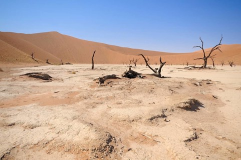 Dead trees on a parched clay pan in front of red dunes