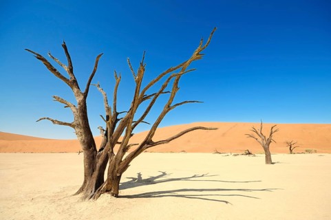 Dead trees on parched clay pan in front of red dunes