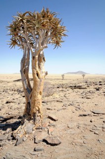 Quiver Tree or Kokerboom (Aloe dichotoma) near Kuiseb Canyon