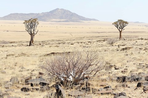 Quiver Tree or Kokerboom (Aloe dichotoma) near Kuiseb Canyon