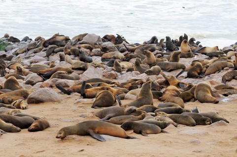 Breeding colony of South African Fur Seals or Cape Fur Seals (Arctocephalus pusillus)