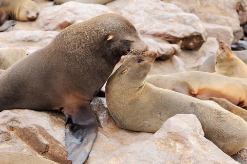 South African Fur Seals or Cape Fur Seals (Arctocephalus pusillus)