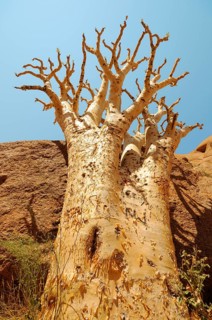 Butter Tree Or Cobas Tree (Cyphostemma curroii)