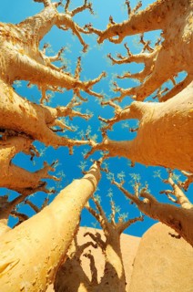 Butter Trees or Cobas Trees (Cyphostemma curroii)