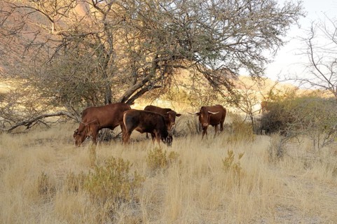 Grazing cattle