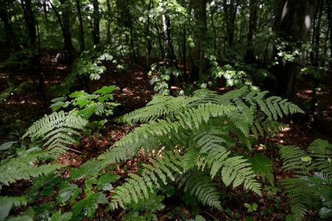 Forest with Ferns (Polypodiopsida) near Jagdschloss Granitz hunting lodge